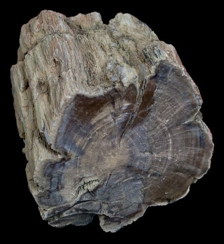 Unpolished Petrified Wood Limb - Blue Forest #6227